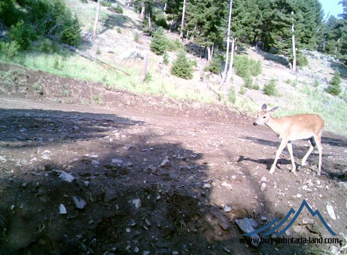 acreage for sale, acreage for sale by owner, acreage for sale in montana, acreage in montana, buy land, buy land in montana, buy land montana, buy montana land, cheap land, cheap land for sale, cheap land for sale in montana, cheap land montana, cheap montana land, cheap off grid land, cheap off grid land for sale, for sale by owner, forsalebyowner, forsalebyowner montana, fsbo, fsbo montana, fsbo real estate, horse property for sale, horse property for sale in montana, hunting land for sale by owner, hunting land for sale in montana, hunting property for sale, hunting property for sale in montana, land for sale by owner, land for sale in Montana, land for sale Montana, land in Montana, lands for sale, landwatch, landwatch montana, montana acreages for sale, montana hunting land for sale, montana land, montana land for sale, montana land for sale by owner, montana mountain land for sale, montana property, Montana property for sale, montana real estate, mountain land for sale, mountain land for sale in montana, mountain properties for sale, mountain property for sale, mountain real estate, off grid land, off grid land for sale, off grid property for sale, off grid real estate, off the grid, property, property for sale by owner, property for sale by owner in montana, property for sale in Montana, property for sale montana, property in Montana, remote properties, remote property for sale, western montana land for sale