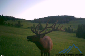 acreage for sale, acreage for sale by owner, acreage for sale in montana, acreage in montana, buy land, buy land in montana, buy land montana, buy montana land, cheap land, cheap land for sale, cheap land for sale in montana, cheap land montana, cheap montana land, cheap off grid land, cheap off grid land for sale, for sale by owner, forsalebyowner, forsalebyowner montana, fsbo, fsbo montana, fsbo real estate, horse property for sale, horse property for sale in montana, hunting land for sale by owner, hunting land for sale in montana, hunting property for sale, hunting property for sale in montana, land for sale by owner, land for sale in Montana, land for sale Montana, land in Montana, lands for sale, landwatch, landwatch montana, montana acreages for sale, montana hunting land for sale, montana land, montana land for sale, montana land for sale by owner, montana mountain land for sale, montana property, Montana property for sale, montana real estate, mountain land for sale, mountain land for sale in montana, mountain properties for sale, mountain property for sale, mountain real estate, off grid land, off grid land for sale, off grid property for sale, off grid real estate, off the grid, property, property for sale by owner, property for sale by owner in montana, property for sale in Montana, property for sale montana, property in Montana, remote properties, remote property for sale, western montana land for sale