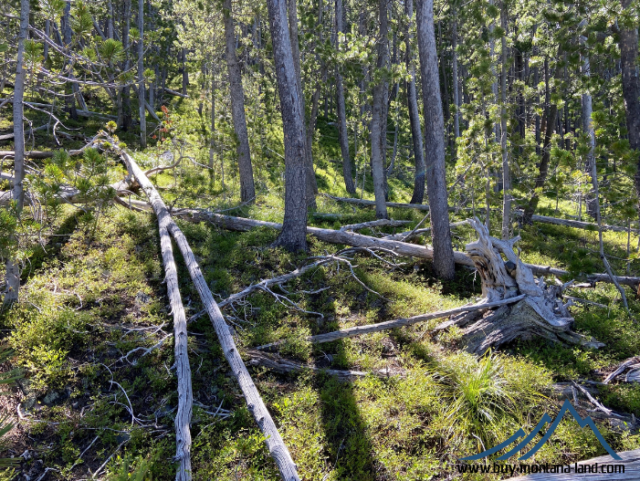 acreage for sale, acreage for sale by owner, acreage for sale in montana, acreage in montana, buy land, buy land in montana, buy land montana, buy montana land, cheap land, cheap land for sale, cheap land for sale in montana, cheap land montana, cheap montana land, cheap off grid land, cheap off grid land for sale, for sale by owner, forsalebyowner, forsalebyowner montana, fsbo, fsbo montana, fsbo real estate, horse property for sale, horse property for sale in montana, hunting land for sale by owner, hunting land for sale in montana, hunting property for sale, hunting property for sale in montana, land for sale by owner, land for sale in Montana, land for sale Montana, land in Montana, lands for sale, landwatch, landwatch montana, montana acreages for sale, montana hunting land for sale, montana land, montana land for sale, montana land for sale by owner, montana mountain land for sale, montana property, Montana property for sale, montana real estate, mountain land for sale, mountain land for sale in montana, mountain properties for sale, mountain property for sale, mountain real estate, off grid land, off grid land for sale, off grid property for sale, off grid real estate, off the grid, property, property for sale by owner, property for sale by owner in montana, property for sale in Montana, property for sale montana, property in Montana, remote properties, remote property for sale, western montana land for sale