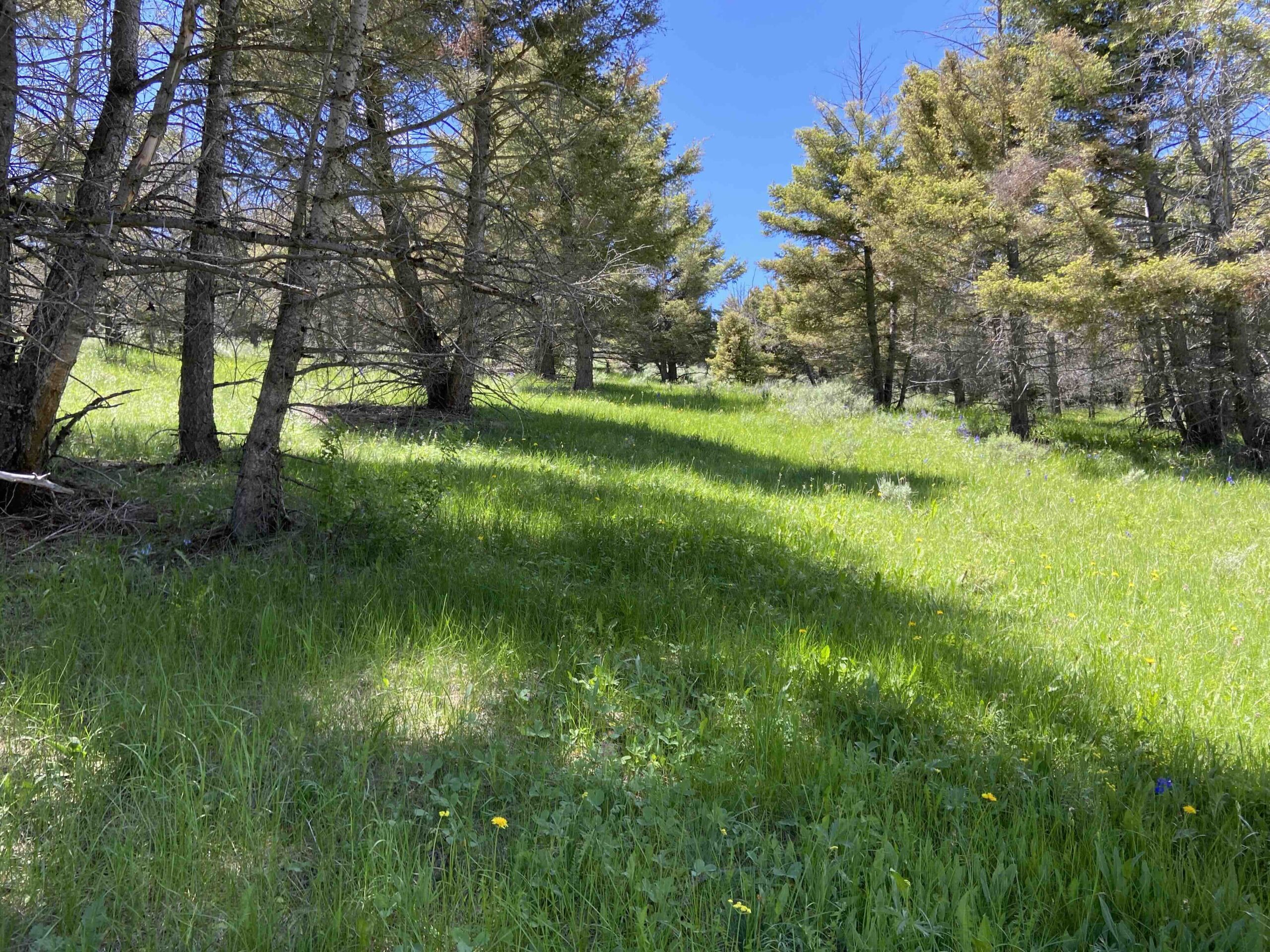 acreage for sale, acreage for sale by owner, acreage for sale in montana, acreage in montana, buy land, buy land in montana, buy land montana, buy montana land, cheap land, cheap land for sale, cheap land for sale in montana, cheap land montana, cheap montana land, cheap off grid land, cheap off grid land for sale, for sale by owner, forsalebyowner, forsalebyowner montana, fsbo, fsbo montana, fsbo real estate, horse property for sale, horse property for sale in montana, hunting land for sale by owner, hunting land for sale in montana, hunting property for sale, hunting property for sale in montana, land for sale by owner, land for sale in Montana, land for sale Montana, land in Montana, lands for sale, landwatch, landwatch montana, montana acreages for sale, montana hunting land for sale, montana land, montana land for sale, montana land for sale by owner, montana mountain land for sale, montana property, Montana property for sale, montana real estate, mountain land for sale, mountain land for sale in montana, mountain properties for sale, mountain property for sale, mountain real estate, off grid land, off grid land for sale, off grid property for sale, off grid real estate, off the grid, property, property for sale by owner, property for sale by owner in montana, property for sale in Montana, property for sale montana, property in Montana, remote properties, remote property for sale, western montana land for sale