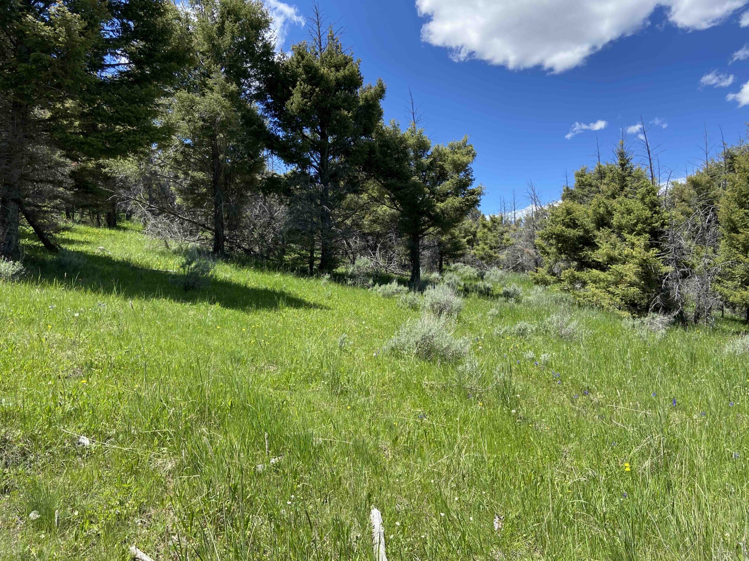 acreage for sale, acreage for sale by owner, acreage for sale in montana, acreage in montana, buy land, buy land in montana, buy land montana, buy montana land, cheap land, cheap land for sale, cheap land for sale in montana, cheap land montana, cheap montana land, cheap off grid land, cheap off grid land for sale, for sale by owner, forsalebyowner, forsalebyowner montana, fsbo, fsbo montana, fsbo real estate, horse property for sale, horse property for sale in montana, hunting land for sale by owner, hunting land for sale in montana, hunting property for sale, hunting property for sale in montana, land for sale by owner, land for sale in Montana, land for sale Montana, land in Montana, lands for sale, landwatch, landwatch montana, montana acreages for sale, montana hunting land for sale, montana land, montana land for sale, montana land for sale by owner, montana mountain land for sale, montana property, Montana property for sale, montana real estate, mountain land for sale, mountain land for sale in montana, mountain properties for sale, mountain property for sale, mountain real estate, off grid land, off grid land for sale, off grid property for sale, off grid real estate, off the grid, property, property for sale by owner, property for sale by owner in montana, property for sale in Montana, property for sale montana, property in Montana, remote properties, remote property for sale, western montana land for sale