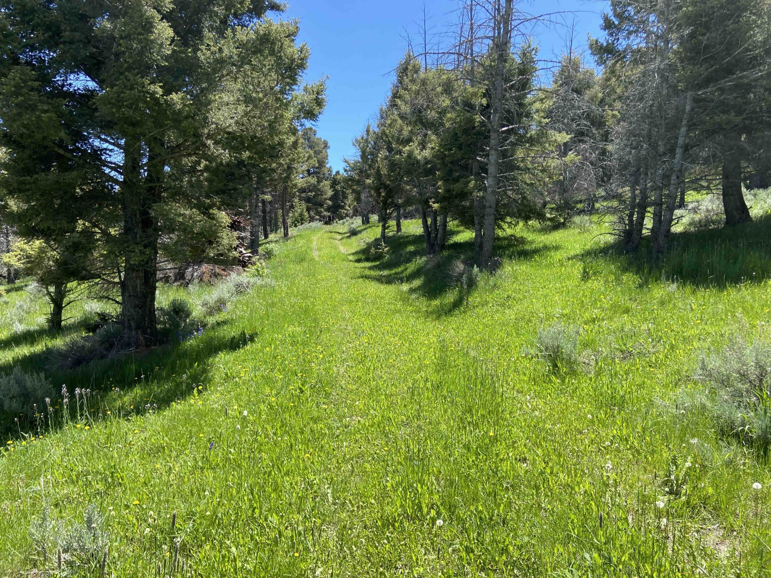 acreage for sale, acreage for sale by owner, acreage for sale in montana, acreage in montana, buy land, buy land in montana, buy land montana, buy montana land, cheap land, cheap land for sale, cheap land for sale in montana, cheap land montana, cheap montana land, cheap off grid land, cheap off grid land for sale, for sale by owner, forsalebyowner, forsalebyowner montana, fsbo, fsbo montana, fsbo real estate, horse property for sale, horse property for sale in montana, hunting land for sale by owner, hunting land for sale in montana, hunting property for sale, hunting property for sale in montana, land for sale by owner, land for sale in Montana, land for sale Montana, land in Montana, lands for sale, landwatch, landwatch montana, montana acreages for sale, montana hunting land for sale, montana land, montana land for sale, montana land for sale by owner, montana mountain land for sale, montana property, Montana property for sale, montana real estate, mountain land for sale, mountain land for sale in montana, mountain properties for sale, mountain property for sale, mountain real estate, off grid land, off grid land for sale, off grid property for sale, off grid real estate, off the grid, property, property for sale by owner, property for sale by owner in montana, property for sale in Montana, property for sale montana, property in Montana, remote properties, remote property for sale, western montana land for sale