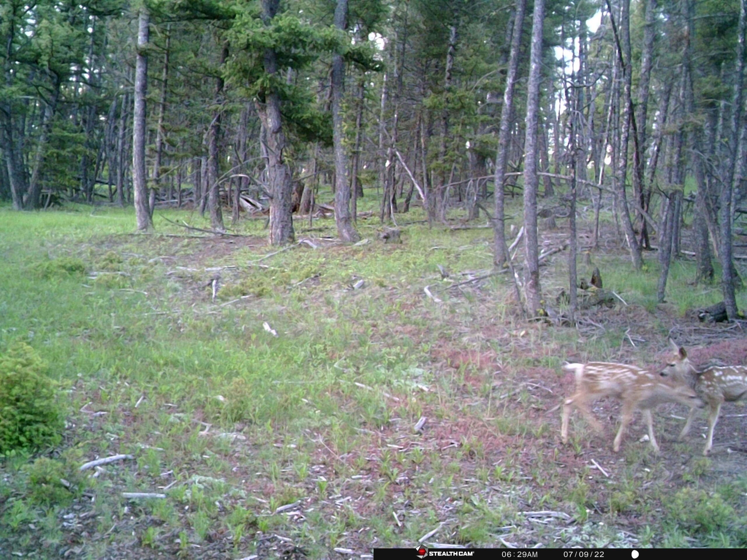 acreage for sale, acreage for sale by owner, acreage for sale in montana, acreage in montana, buy land, buy land in montana, buy land montana, buy montana land, cheap land, cheap land for sale, cheap land for sale in montana, cheap land montana, cheap montana land, cheap off grid land, cheap off grid land for sale, for sale by owner, forsalebyowner, forsalebyowner montana, fsbo, fsbo montana, fsbo real estate, horse property for sale, horse property for sale in montana, hunting land for sale by owner, hunting land for sale in montana, hunting property for sale, hunting property for sale in montana, land for sale by owner, land for sale in Montana, land for sale Montana, land in Montana, lands for sale, landwatch, landwatch montana, montana acreages for sale, montana hunting land for sale, montana land, montana land for sale, montana land for sale by owner, montana mountain land for sale, montana property, Montana property for sale, montana real estate, mountain land for sale, mountain land for sale in montana, mountain properties for sale, mountain property for sale, mountain real estate, off grid land, off grid land for sale, off grid property for sale, off grid real estate, off the grid, property, property for sale by owner, property for sale by owner in montana, property for sale in Montana, property for sale montana, property in Montana, remote properties, remote property for sale, western montana land for sale