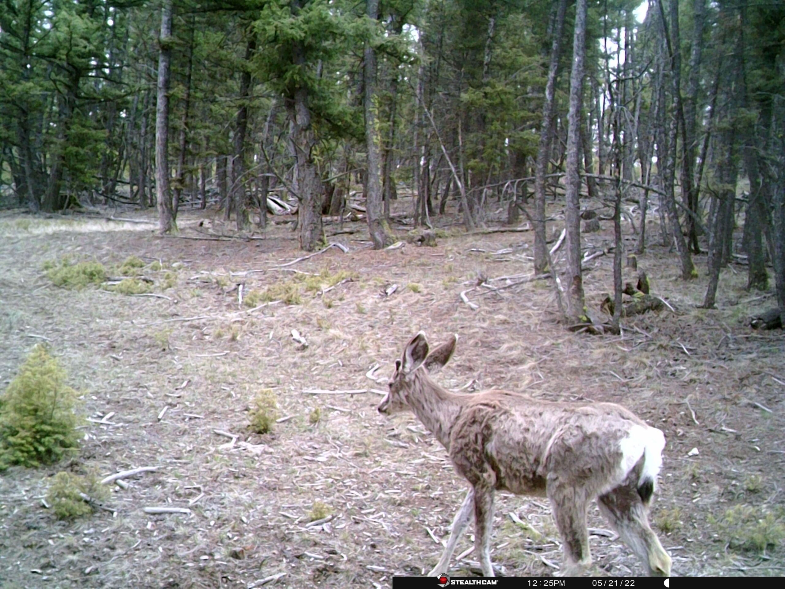 acreage for sale, acreage for sale by owner, acreage for sale in montana, acreage in montana, buy land, buy land in montana, buy land montana, buy montana land, cheap land, cheap land for sale, cheap land for sale in montana, cheap land montana, cheap montana land, cheap off grid land, cheap off grid land for sale, for sale by owner, forsalebyowner, forsalebyowner montana, fsbo, fsbo montana, fsbo real estate, horse property for sale, horse property for sale in montana, hunting land for sale by owner, hunting land for sale in montana, hunting property for sale, hunting property for sale in montana, land for sale by owner, land for sale in Montana, land for sale Montana, land in Montana, lands for sale, landwatch, landwatch montana, montana acreages for sale, montana hunting land for sale, montana land, montana land for sale, montana land for sale by owner, montana mountain land for sale, montana property, Montana property for sale, montana real estate, mountain land for sale, mountain land for sale in montana, mountain properties for sale, mountain property for sale, mountain real estate, off grid land, off grid land for sale, off grid property for sale, off grid real estate, off the grid, property, property for sale by owner, property for sale by owner in montana, property for sale in Montana, property for sale montana, property in Montana, remote properties, remote property for sale, western montana land for sale