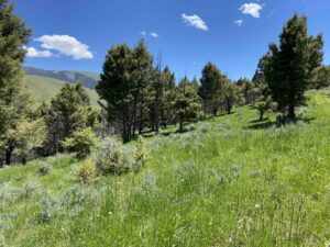 acreage for sale, acreage for sale by owner, acreage for sale in montana, acreage in montana, buy land, buy land in montana, buy land montana, buy montana land, cheap land, cheap land for sale, cheap land for sale in montana, cheap land montana, cheap montana land, cheap off grid land, cheap off grid land for sale, for sale by owner, forsalebyowner, forsalebyowner montana, fsbo, fsbo montana, fsbo real estate, horse property for sale, horse property for sale in montana, hunting land for sale by owner, hunting land for sale in montana, hunting property for sale, hunting property for sale in montana, land for sale by owner, land for sale in Montana, land for sale Montana, land in Montana, lands for sale, landwatch, landwatch montana, montana acreages for sale, montana hunting land for sale, montana land, montana land for sale, montana land for sale by owner, montana mountain land for sale, montana property, Montana property for sale, montana real estate, mountain land for sale, mountain land for sale in montana, mountain properties for sale, mountain property for sale, mountain real estate, off grid land, off grid land for sale, off grid property for sale, off grid real estate, off the grid, property, property for sale by owner, property for sale by owner in montana, property for sale in Montana, property for sale montana, property in Montana, remote properties, remote property for sale, western montana land for sale