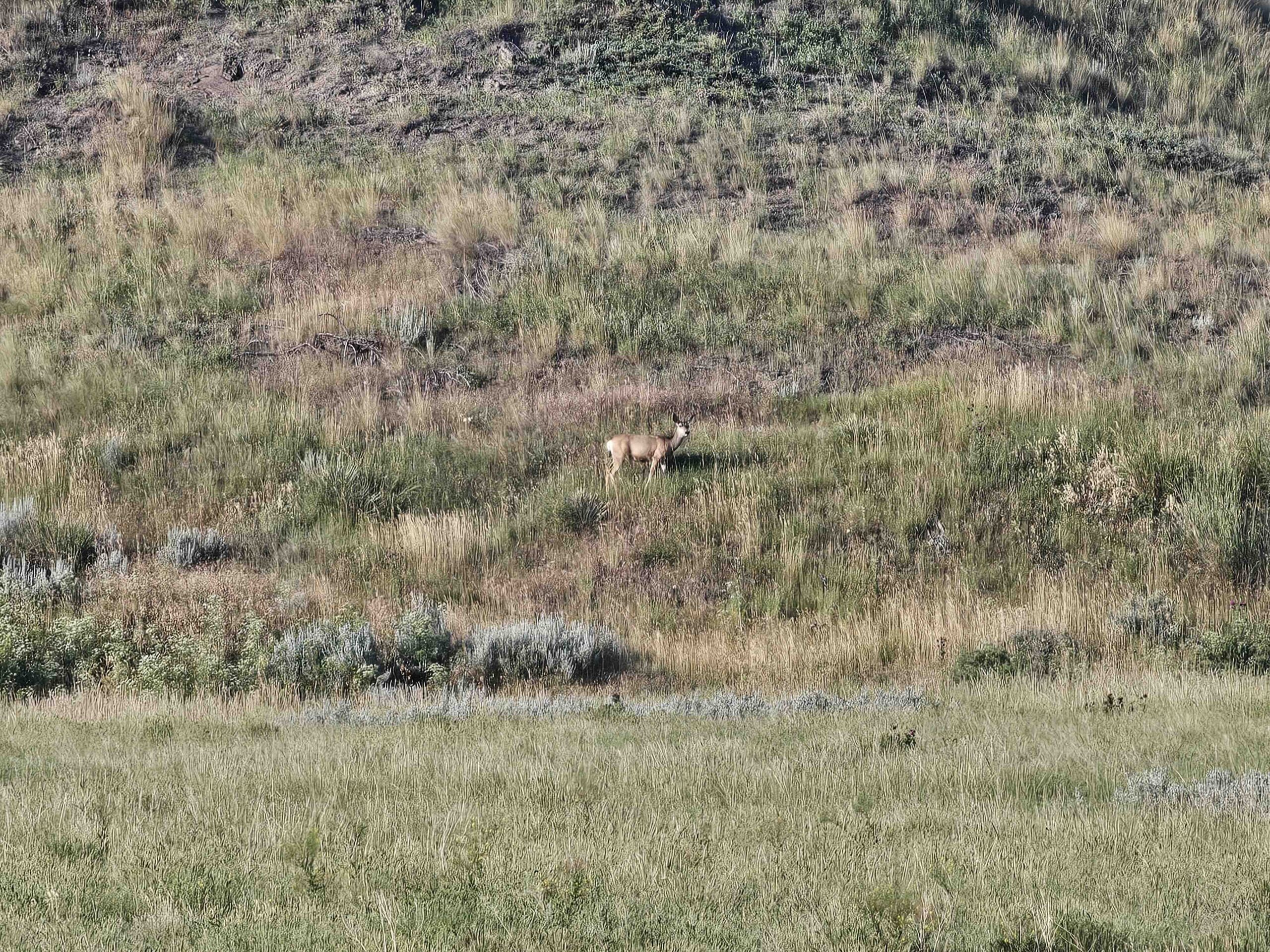 acreage for sale, acreage for sale by owner, acreage for sale in montana, acreage in montana, buy land, buy land in montana, buy land montana, buy montana land, cheap land, cheap land for sale, cheap land for sale in montana, cheap land montana, cheap montana land, cheap off grid land, cheap off grid land for sale, for sale by owner, forsalebyowner, forsalebyowner montana, fsbo, fsbo montana, fsbo real estate, horse property for sale, horse property for sale in montana, hunting land for sale by owner, hunting land for sale in montana, hunting property for sale, hunting property for sale in montana, land for sale by owner, land for sale in Montana, land for sale Montana, land in Montana, lands for sale, landwatch, landwatch montana, montana acreages for sale, montana hunting land for sale, montana land, montana land for sale, montana land for sale by owner, montana mountain land for sale, montana property, Montana property for sale, montana real estate, mountain land for sale, mountain land for sale in montana, mountain properties for sale, mountain property for sale, mountain real estate, off grid land, off grid land for sale, off grid property for sale, off grid real estate, off the grid, property, property for sale by owner, property for sale by owner in montana, property for sale in Montana, property for sale montana, property in Montana, remote properties, remote property for sale, western montana land for sale