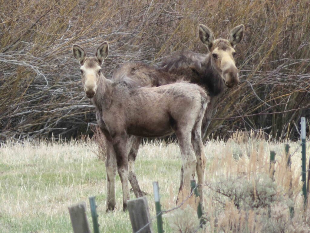acreage for sale, acreage for sale by owner, acreage for sale in montana, acreage in montana, buy land, buy land in montana, buy land montana, buy montana land, cheap land, cheap land for sale, cheap land for sale in montana, cheap land montana, cheap montana land, cheap off grid land, cheap off grid land for sale, for sale by owner, forsalebyowner, forsalebyowner montana, fsbo, fsbo montana, fsbo real estate, horse property for sale, horse property for sale in montana, hunting land for sale by owner, hunting land for sale in montana, hunting property for sale, hunting property for sale in montana, land for sale by owner, land for sale in Montana, land for sale Montana, land in Montana, land near Mammoth Montana, land on the South Boulder River, lands for sale, landwatch, landwatch montana, montana acreages for sale, montana hunting land for sale, montana land, montana land for sale, montana land for sale by owner, montana mountain land for sale, montana property, Montana property for sale, montana real estate, mountain land for sale, mountain land for sale in montana, mountain properties for sale, mountain property for sale, mountain real estate, off grid land, off grid land for sale, off grid property for sale, off grid real estate, off the grid, property, property for sale by owner, property for sale by owner in montana, property for sale in Montana, property for sale montana, property in Montana, property near Mammoth Montana, property on the South Boulder River, remote properties, remote property for sale, western montana land for sale