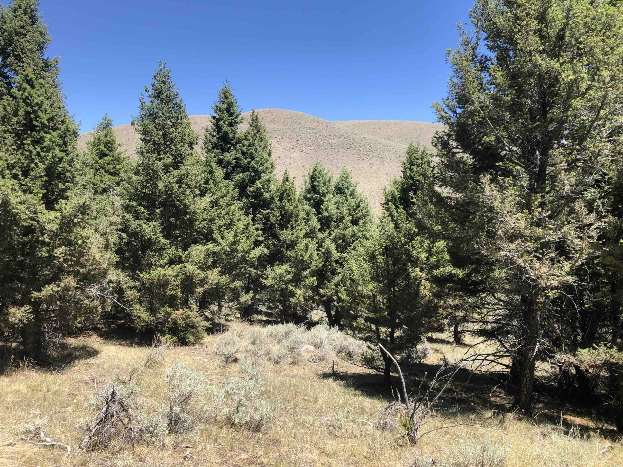 acreage for sale, acreage for sale by owner, acreage for sale in montana, acreage in montana, buy land, buy land in montana, buy land montana, buy montana land, cheap land, cheap land for sale, cheap land for sale in montana, cheap land montana, cheap montana land, cheap off grid land, cheap off grid land for sale, for sale by owner, forsalebyowner, forsalebyowner montana, fsbo, fsbo montana, fsbo real estate, horse property for sale, horse property for sale in montana, hunting land for sale by owner, hunting land for sale in montana, hunting property for sale, hunting property for sale in montana, land for sale by owner, land for sale in Montana, land for sale Montana, land in Montana, land near Mammoth Montana, land on the South Boulder River, lands for sale, landwatch, landwatch montana, montana acreages for sale, montana hunting land for sale, montana land, montana land for sale, montana land for sale by owner, montana mountain land for sale, montana property, Montana property for sale, montana real estate, mountain land for sale, mountain land for sale in montana, mountain properties for sale, mountain property for sale, mountain real estate, off grid land, off grid land for sale, off grid property for sale, off grid real estate, off the grid, property, property for sale by owner, property for sale by owner in montana, property for sale in Montana, property for sale montana, property in Montana, property near Mammoth Montana, property on the South Boulder River, remote properties, remote property for sale, western montana land for sale