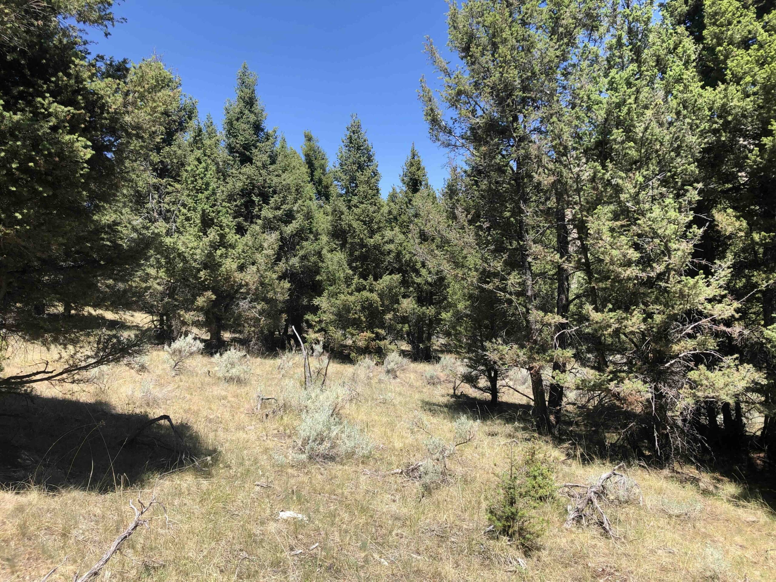 acreage for sale, acreage for sale by owner, acreage for sale in montana, acreage in montana, buy land, buy land in montana, buy land montana, buy montana land, cheap land, cheap land for sale, cheap land for sale in montana, cheap land montana, cheap montana land, cheap off grid land, cheap off grid land for sale, for sale by owner, forsalebyowner, forsalebyowner montana, fsbo, fsbo montana, fsbo real estate, horse property for sale, horse property for sale in montana, hunting land for sale by owner, hunting land for sale in montana, hunting property for sale, hunting property for sale in montana, land for sale by owner, land for sale in Montana, land for sale Montana, land in Montana, land near Mammoth Montana, land on the South Boulder River, lands for sale, landwatch, landwatch montana, montana acreages for sale, montana hunting land for sale, montana land, montana land for sale, montana land for sale by owner, montana mountain land for sale, montana property, Montana property for sale, montana real estate, mountain land for sale, mountain land for sale in montana, mountain properties for sale, mountain property for sale, mountain real estate, off grid land, off grid land for sale, off grid property for sale, off grid real estate, off the grid, property, property for sale by owner, property for sale by owner in montana, property for sale in Montana, property for sale montana, property in Montana, property near Mammoth Montana, property on the South Boulder River, remote properties, remote property for sale, western montana land for sale
