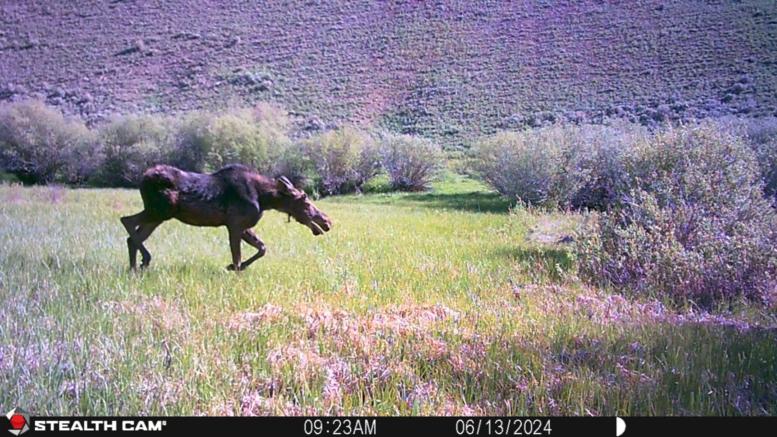 acreage for sale, acreage for sale by owner, acreage for sale in montana, acreage in montana, buy land, buy land in montana, buy land montana, buy montana land, cheap land, cheap land for sale, cheap land for sale in montana, cheap land montana, cheap montana land, cheap off grid land, cheap off grid land for sale, for sale by owner, forsalebyowner, forsalebyowner montana, fsbo, fsbo montana, fsbo real estate, horse property for sale, horse property for sale in montana, hunting land for sale by owner, hunting land for sale in montana, hunting property for sale, hunting property for sale in montana, land for sale by owner, land for sale in Montana, land for sale Montana, land in Montana, land near Mammoth Montana, land on the South Boulder River, lands for sale, landwatch, landwatch montana, montana acreages for sale, montana hunting land for sale, montana land, montana land for sale, montana land for sale by owner, montana mountain land for sale, montana property, Montana property for sale, montana real estate, mountain land for sale, mountain land for sale in montana, mountain properties for sale, mountain property for sale, mountain real estate, off grid land, off grid land for sale, off grid property for sale, off grid real estate, off the grid, property, property for sale by owner, property for sale by owner in montana, property for sale in Montana, property for sale montana, property in Montana, property near Mammoth Montana, property on the South Boulder River, remote properties, remote property for sale, western montana land for sale