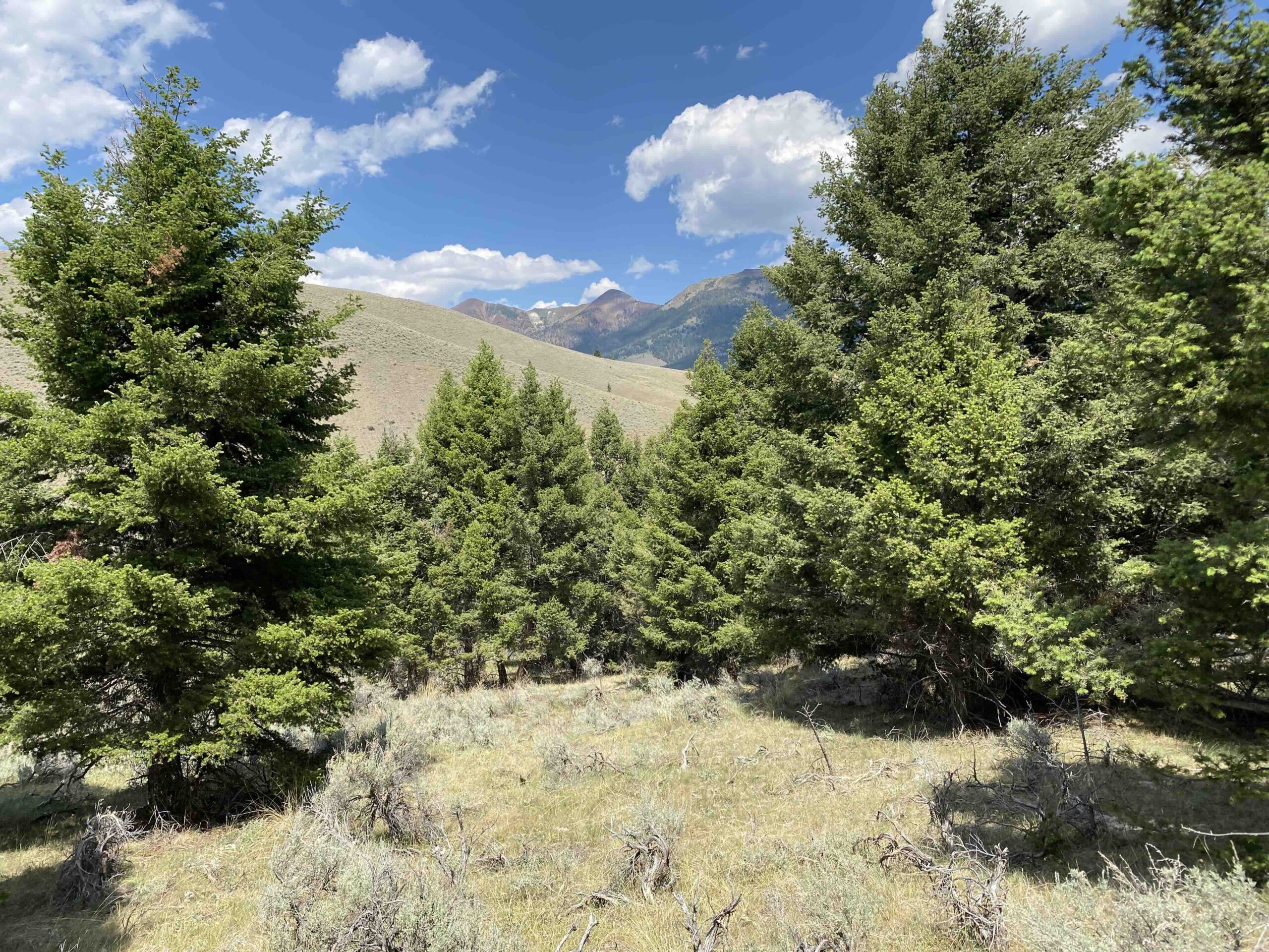 acreage for sale, acreage for sale by owner, acreage for sale in montana, acreage in montana, buy land, buy land in montana, buy land montana, buy montana land, cheap land, cheap land for sale, cheap land for sale in montana, cheap land montana, cheap montana land, cheap off grid land, cheap off grid land for sale, for sale by owner, forsalebyowner, forsalebyowner montana, fsbo, fsbo montana, fsbo real estate, horse property for sale, horse property for sale in montana, hunting land for sale by owner, hunting land for sale in montana, hunting property for sale, hunting property for sale in montana, land for sale by owner, land for sale in Montana, land for sale Montana, land in Montana, land near Mammoth Montana, land on the South Boulder River, lands for sale, landwatch, landwatch montana, montana acreages for sale, montana hunting land for sale, montana land, montana land for sale, montana land for sale by owner, montana mountain land for sale, montana property, Montana property for sale, montana real estate, mountain land for sale, mountain land for sale in montana, mountain properties for sale, mountain property for sale, mountain real estate, off grid land, off grid land for sale, off grid property for sale, off grid real estate, off the grid, property, property for sale by owner, property for sale by owner in montana, property for sale in Montana, property for sale montana, property in Montana, property near Mammoth Montana, property on the South Boulder River, remote properties, remote property for sale, western montana land for sale