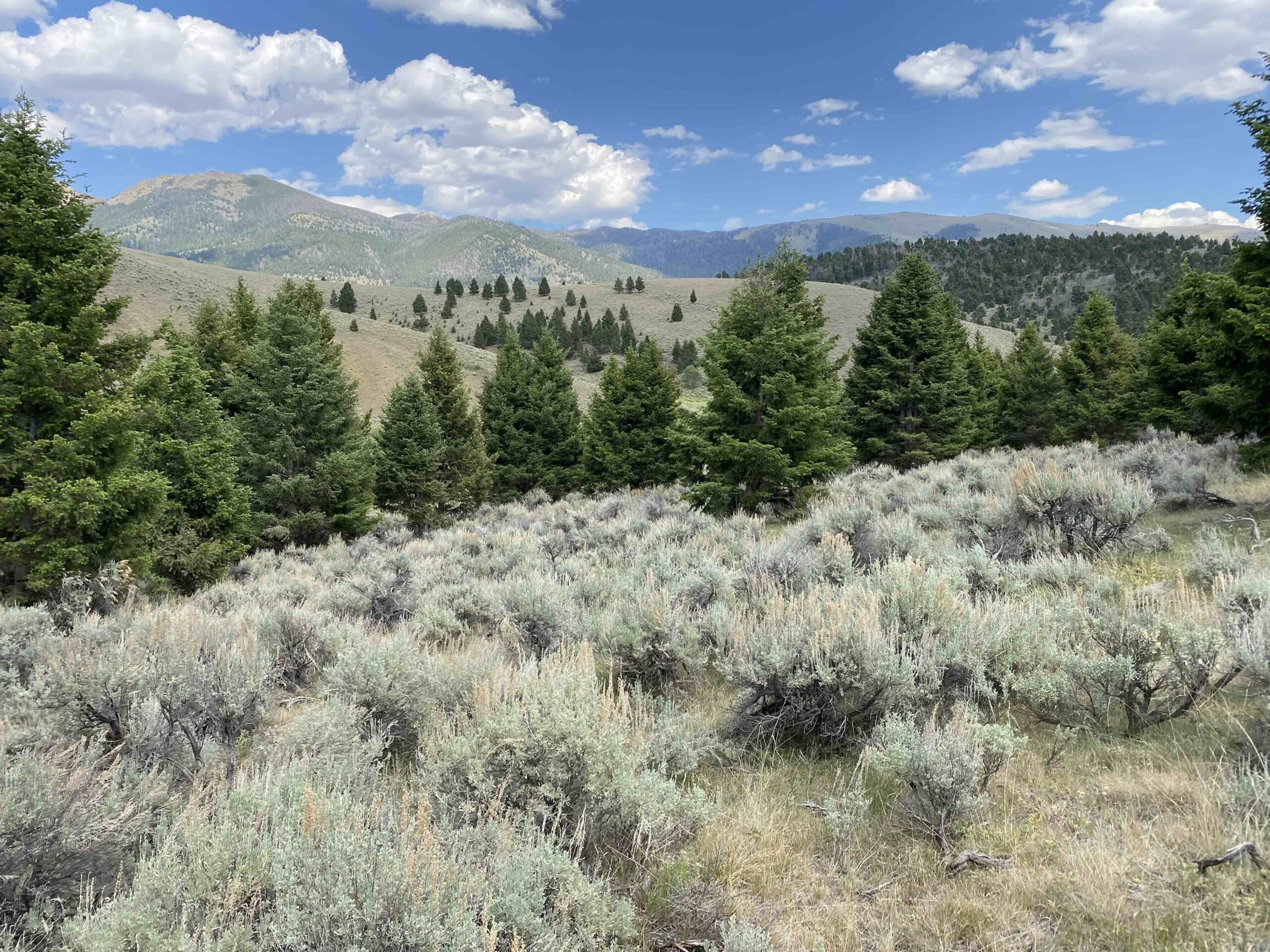 acreage for sale, acreage for sale by owner, acreage for sale in montana, acreage in montana, buy land, buy land in montana, buy land montana, buy montana land, cheap land, cheap land for sale, cheap land for sale in montana, cheap land montana, cheap montana land, cheap off grid land, cheap off grid land for sale, for sale by owner, forsalebyowner, forsalebyowner montana, fsbo, fsbo montana, fsbo real estate, horse property for sale, horse property for sale in montana, hunting land for sale by owner, hunting land for sale in montana, hunting property for sale, hunting property for sale in montana, land for sale by owner, land for sale in Montana, land for sale Montana, land in Montana, land near Mammoth Montana, land on the South Boulder River, lands for sale, landwatch, landwatch montana, montana acreages for sale, montana hunting land for sale, montana land, montana land for sale, montana land for sale by owner, montana mountain land for sale, montana property, Montana property for sale, montana real estate, mountain land for sale, mountain land for sale in montana, mountain properties for sale, mountain property for sale, mountain real estate, off grid land, off grid land for sale, off grid property for sale, off grid real estate, off the grid, property, property for sale by owner, property for sale by owner in montana, property for sale in Montana, property for sale montana, property in Montana, property near Mammoth Montana, property on the South Boulder River, remote properties, remote property for sale, western montana land for sale