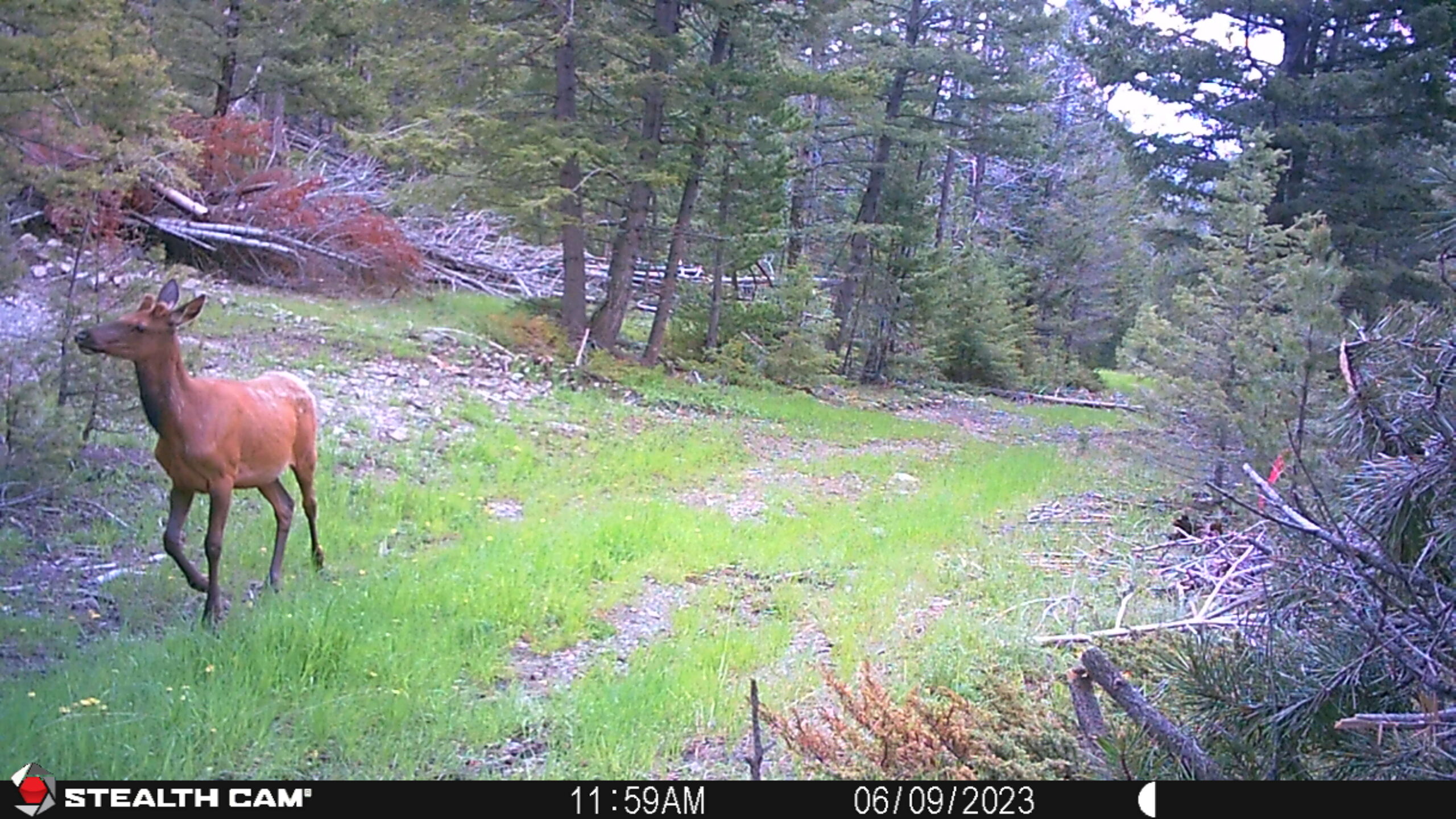 acreage for sale, acreage for sale by owner, acreage for sale in montana, acreage in montana, buy land, buy land in montana, buy land montana, buy montana land, cheap land, cheap land for sale, cheap land for sale in montana, cheap land montana, cheap montana land, cheap off grid land, cheap off grid land for sale, for sale by owner, forsalebyowner, forsalebyowner montana, fsbo, fsbo montana, fsbo real estate, horse property for sale, horse property for sale in montana, hunting land for sale by owner, hunting land for sale in montana, hunting property for sale, hunting property for sale in montana, land for sale by owner, land for sale in Montana, land for sale Montana, land in Montana, lands for sale, landwatch, landwatch montana, montana acreages for sale, montana hunting land for sale, montana land, montana land for sale, montana land for sale by owner, montana mountain land for sale, montana property, Montana property for sale, montana real estate, mountain land for sale, mountain land for sale in montana, mountain properties for sale, mountain property for sale, mountain real estate, off grid land, off grid land for sale, off grid property for sale, off grid real estate, off the grid, property, property for sale by owner, property for sale by owner in montana, property for sale in Montana, property for sale montana, property in Montana, remote properties, remote property for sale, western montana land for sale